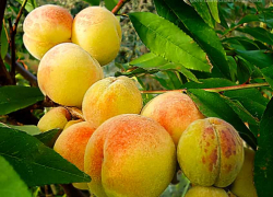 Воры уносят с камышинских дач все, что попадется на глаза