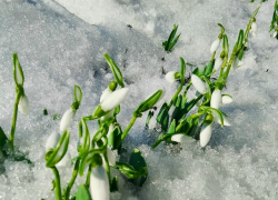 Где в Волгоградской области расцвели настоящие подснежники - галантусы
