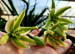Уникальное зрелище раскрывания бутонов цветка- "самоубийцы" смогут наблюдать посетители ботанического сада в Волжском