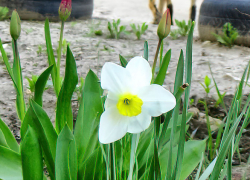 Короткая рабочая неделя порадует камышан