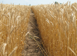 На полях Камышинского района начали молотить влажное зерно