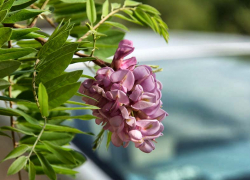 Вроде не вязы: власти Камышина доложили, что в 2025 году высадили больше полутысячи деревьев и кустарников в городе