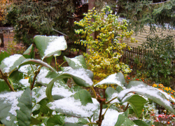 Синоптики назвали дату первого снега в Камышине