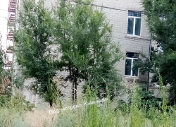 Камышане показали в соцсетях опасные "кущеря" в центре города, во дворах и у школ