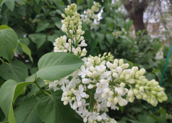  В Камышине 24 апреля после грозы будет солнечно и свежо