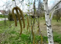 Воскресенье 6 апреля пришло в Камышин дождливым