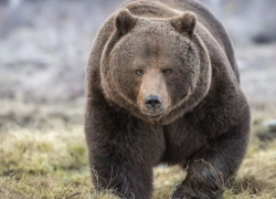 Сбежавшая из клетки медведица вернулась домой, - "Блокнот Волгограда"