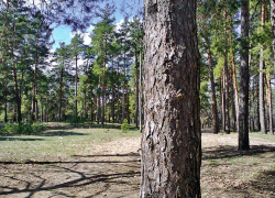 Для камышан с сегодняшнего дня, 6 июня, "закрыли" леса