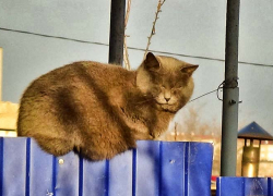 Погода в Камышине 19 ноября: тепло для конца осени, но немного дождливо