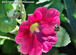 Духота днем и ночью: погодная повестка для Камышина на 16 июля