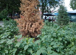 Не хочет ли администрация Камышина подумать, как озеленить улицу Ленина не только сорняками? - камышанка