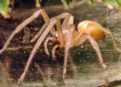 Пауки сак и каракурты продолжают атаковать жителей Волгограда и области: 30 человек в больнице