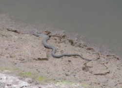Девятилетнего ребенка с укусом гадюки госпитализировали из райцентра в областную клиническую больницу