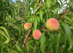 Хорошую летнюю погоду обещают синоптики камышанам в понедельник 11 августа