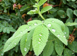 Синоптики предсказали дождливым предпоследний день июля в Камышине, разыграется сильнейшая магнитная буря