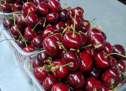 На рынках Камышина местная черешня не отстает по цене от привозной
