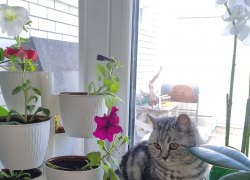 В Камышине группа по поискам кошки на 3-м городке объявила "отбой": красавица-беглянка нашлась