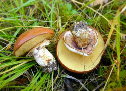 Начались дожди - начнутся и грибы: камышане, осторожнее, уже есть отравившиеся в Волгоградской области