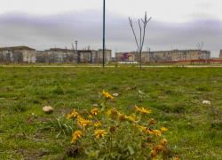 В Камышине синоптики предсказали слабый снег с дождем при двух градусах тепла сегодня, 6 декабря