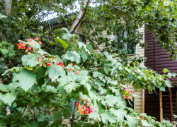 В Камышине 13 августа продолжатся отключения электричества в домах