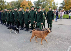 Администрация Камышина опубликовала "методичку" по бродячим собакам