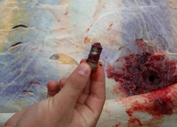 Возбуждено уголовное дело по факту массового расстрела стада беременных коров, - "Блокнот Волгограда"