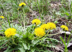 Камышанам выпадает день без дождя 28 апреля