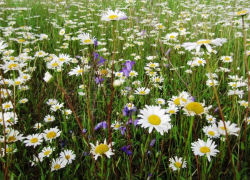 Житель Камышинского района выстрелил в односельчанина, не поделив с ним покосного луга