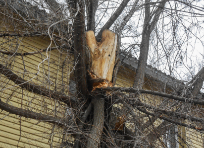 Вот делегация чиновников и депутатов  прибудет к дому ветерана с бурными поздравлениями - глядишь, и обратят внимание на «бурелом»!