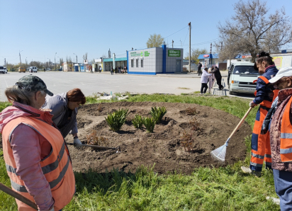 В Камышине «оранжевые жилеты» высадили клумбу из ирисов и пионов у рынка на «Молодежной»