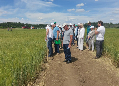 День поля: в Камышинском районе оценили новые сорта отечественной селекции