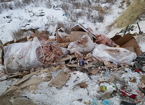 «Колбасные короли» Камышина не тратятся на утилизацию отходов, а просто сваливают останки животных в овраг в черте города