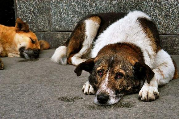Парламентарии Волгоградской области заступились за бездомных животных
