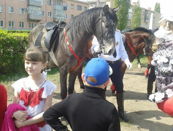 В Камышине каждая полицейская лошадь съедает из бюджета 2 тысячи рублей в месяц
