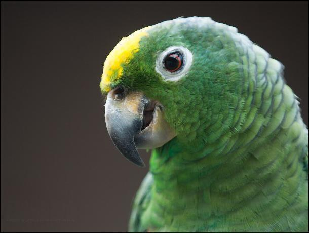 В Камышине впервые возбуждено уголовное дело из категории «Свободу попугаю!»