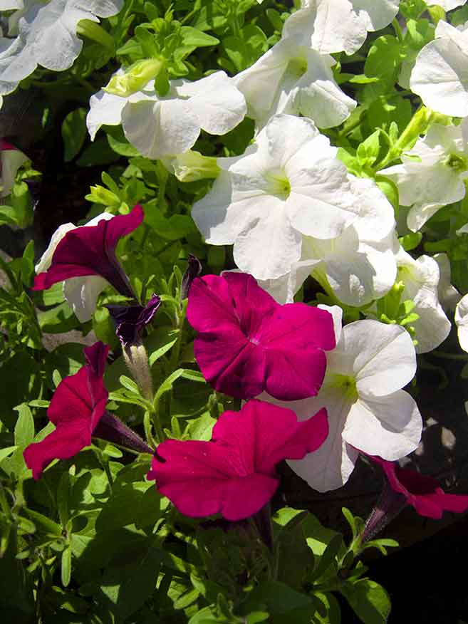 Администрация Камышина доложила, сколько цветов высадила в городе
