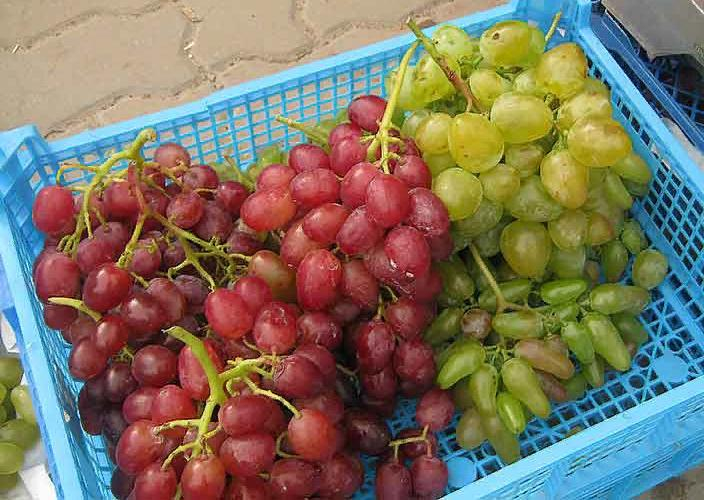 Камышин и Камышинский район попали в число виноградо-винодельческих площадок Нижней Волги