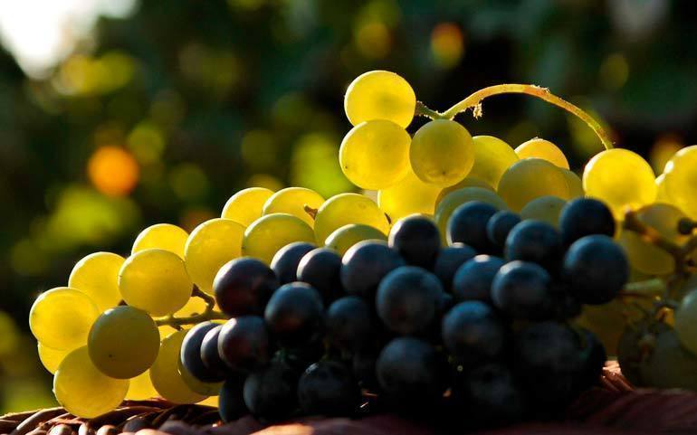 Пособие для начинающих виноградарей