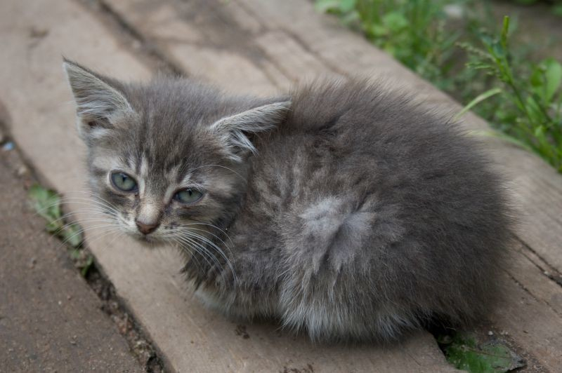 Живодер из Петрова Вала Камышинского района, до смерти истязавший беспомощного котенка на глазах детей, отправлен на три года в колонию