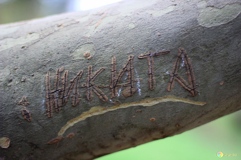 В Камышине деревьям будут давать имена
