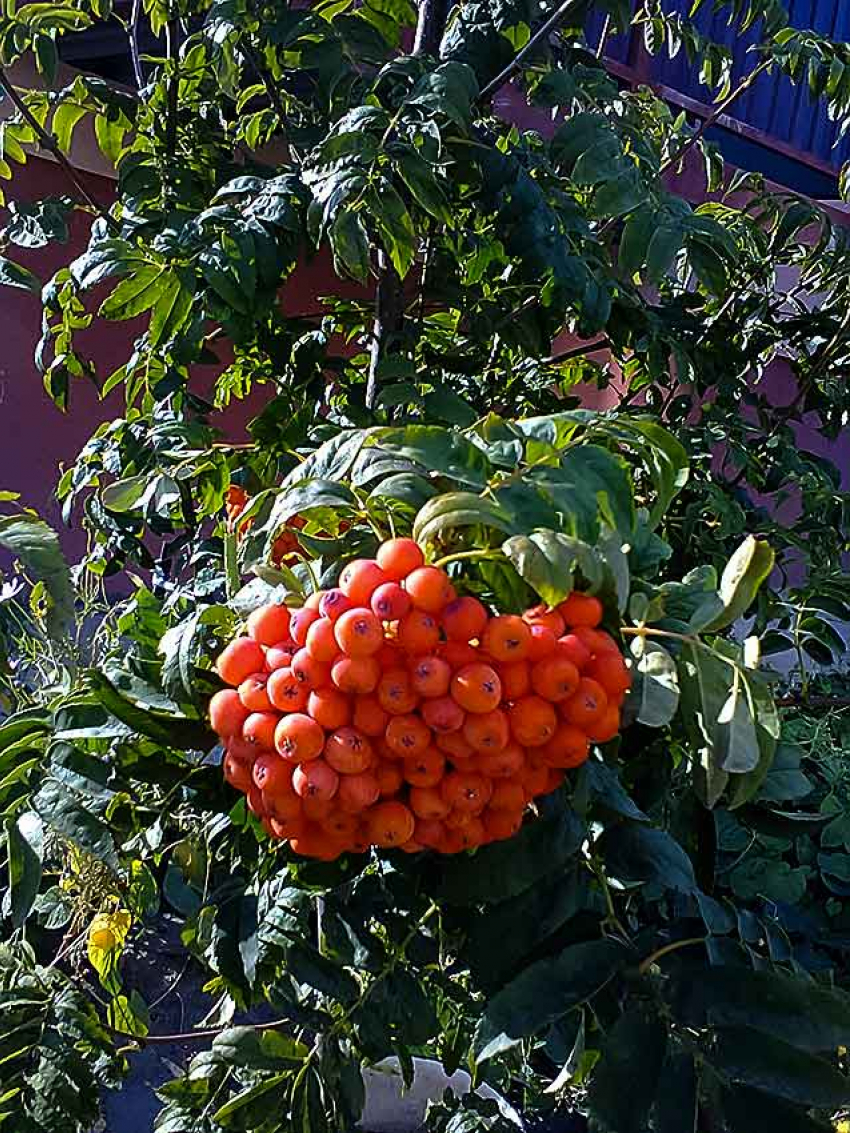 Двоих мужчин трудоспособного возраста, пенсионера и пожилую женщину убил коронавирус, один из них скончался в горбольнице №1 Камышина