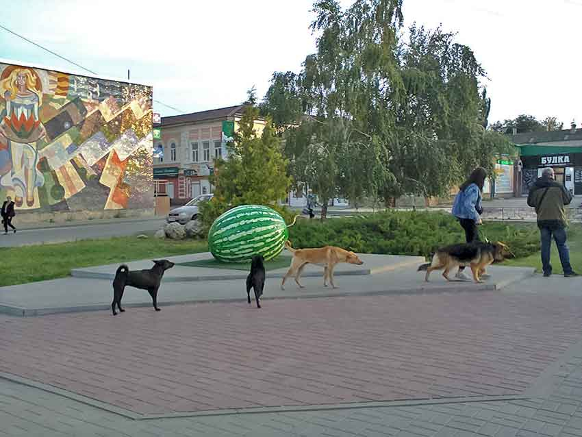 Волгоградская гордума намерена заняться собачьими экскрементами, а в Камышине с этой темой как?