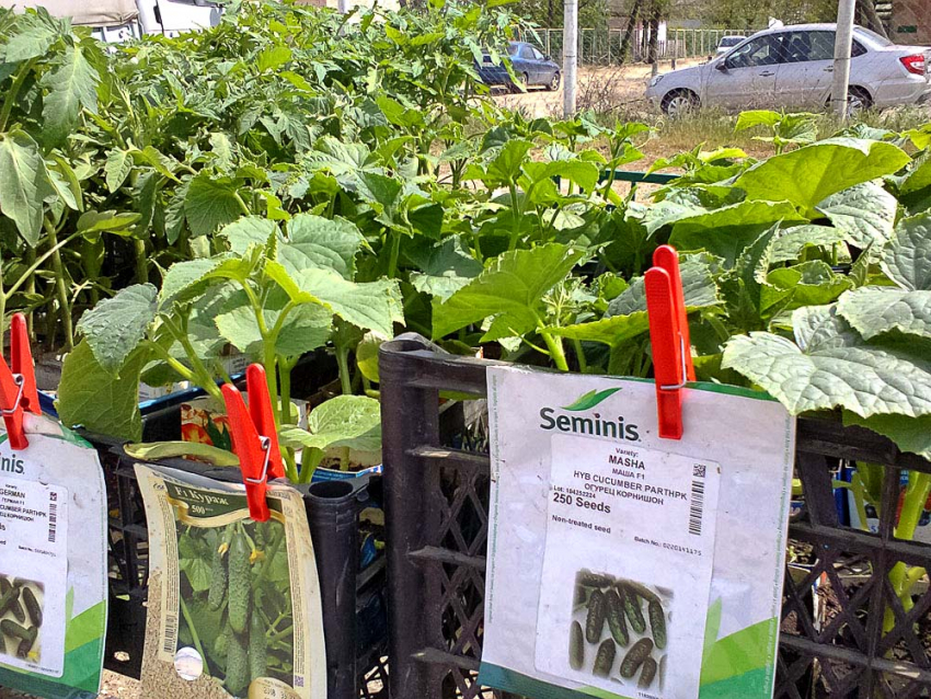 В Камышине сегодня, 2 июня, после дождя станет посвежее, но только на один день