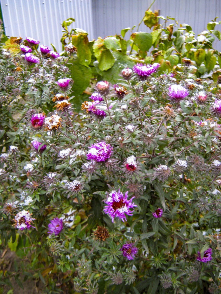 Слабый мокрый снег предсказали синоптики камышанам в конце второй недели декабря