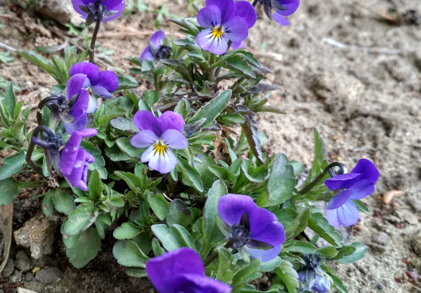 В Камышине северо-западный ветер принесет свежее «дыхание» дождя