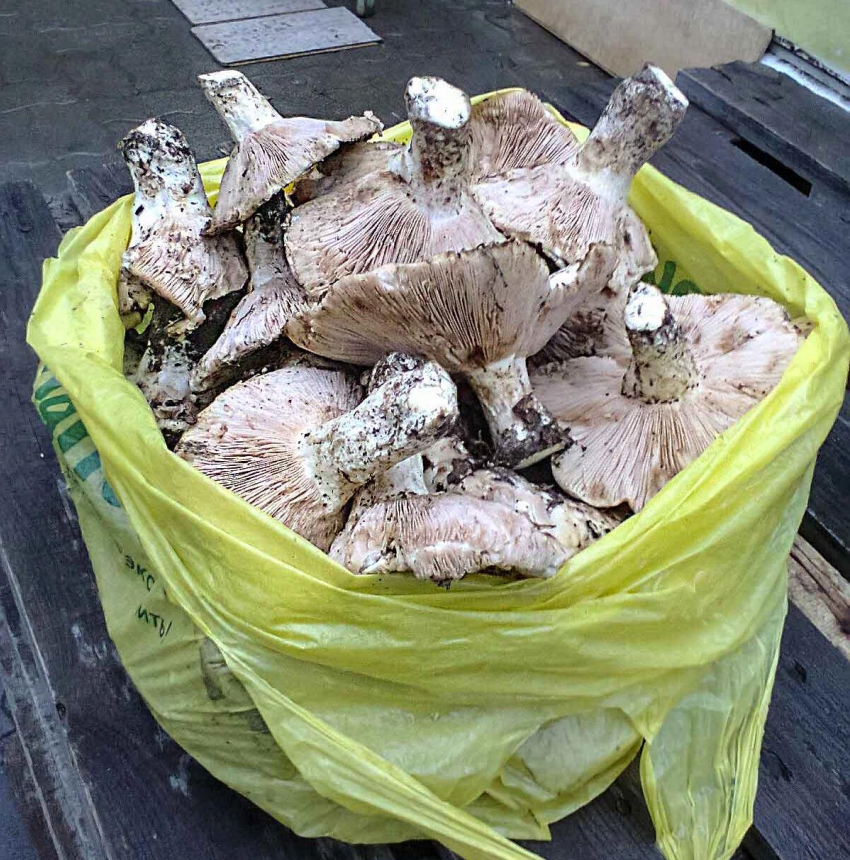 В крайне тяжелом состоянии в реанимации: семья из Волгоградской области отравилась грибами, и не она одна