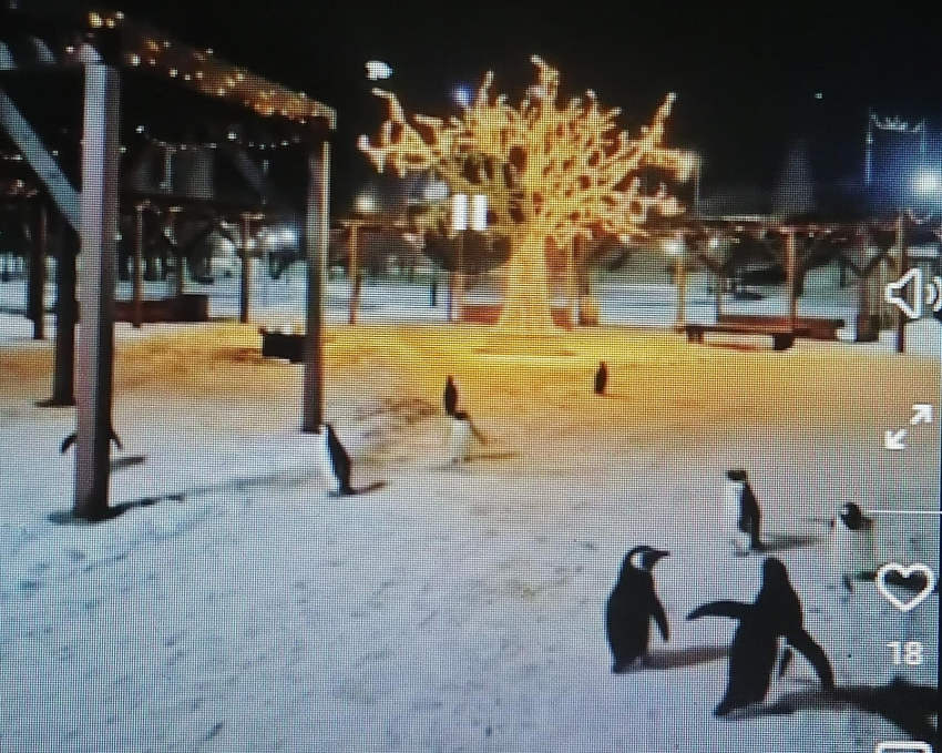 Пользователи соцсетей не оценили креатив с пингвинами в Камышине