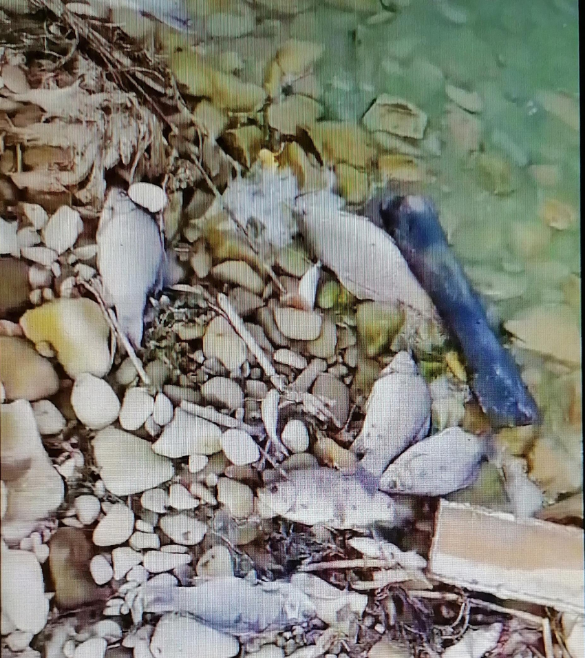 Камышан взбудоражил ролик о мертвой рыбе на берегу Волги у Камышина (ВИДЕО)