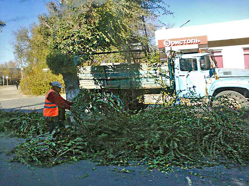 В Камышине продолжают «кромсать» деревья на центральных улицах