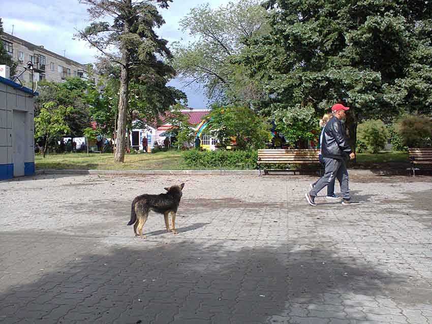 "У брата шок, поехали в «травму", теперь нам ходить на 6 уколов от бешенства» - камышане о «резвостях» бродячих собак
